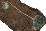 Fossil Ginkgo Leaf with Winged Walnut Fruit - North Dakota #263010-1